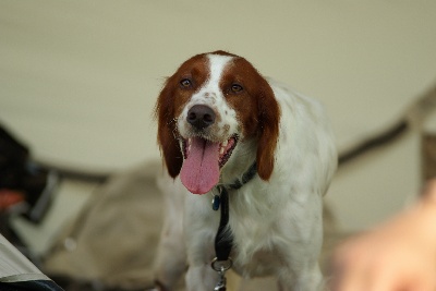 De la cour saint florent - expo canine de Strasbourg