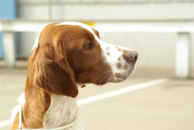 De la cour saint florent - expo canine de Ludwigshafen