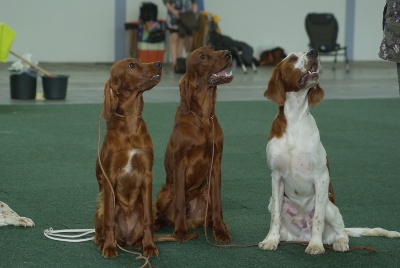 De la cour saint florent - expo canine de Saarbrucken