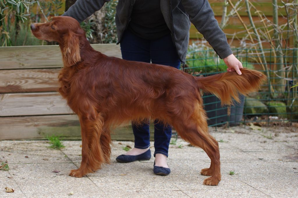 CH. Enjoy little heart De la cour saint florent