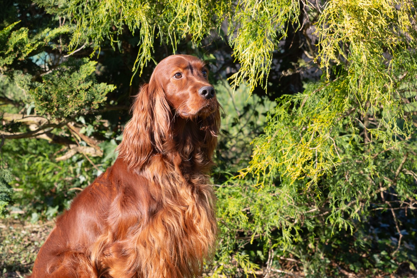 Sawny sue De la cour saint florent