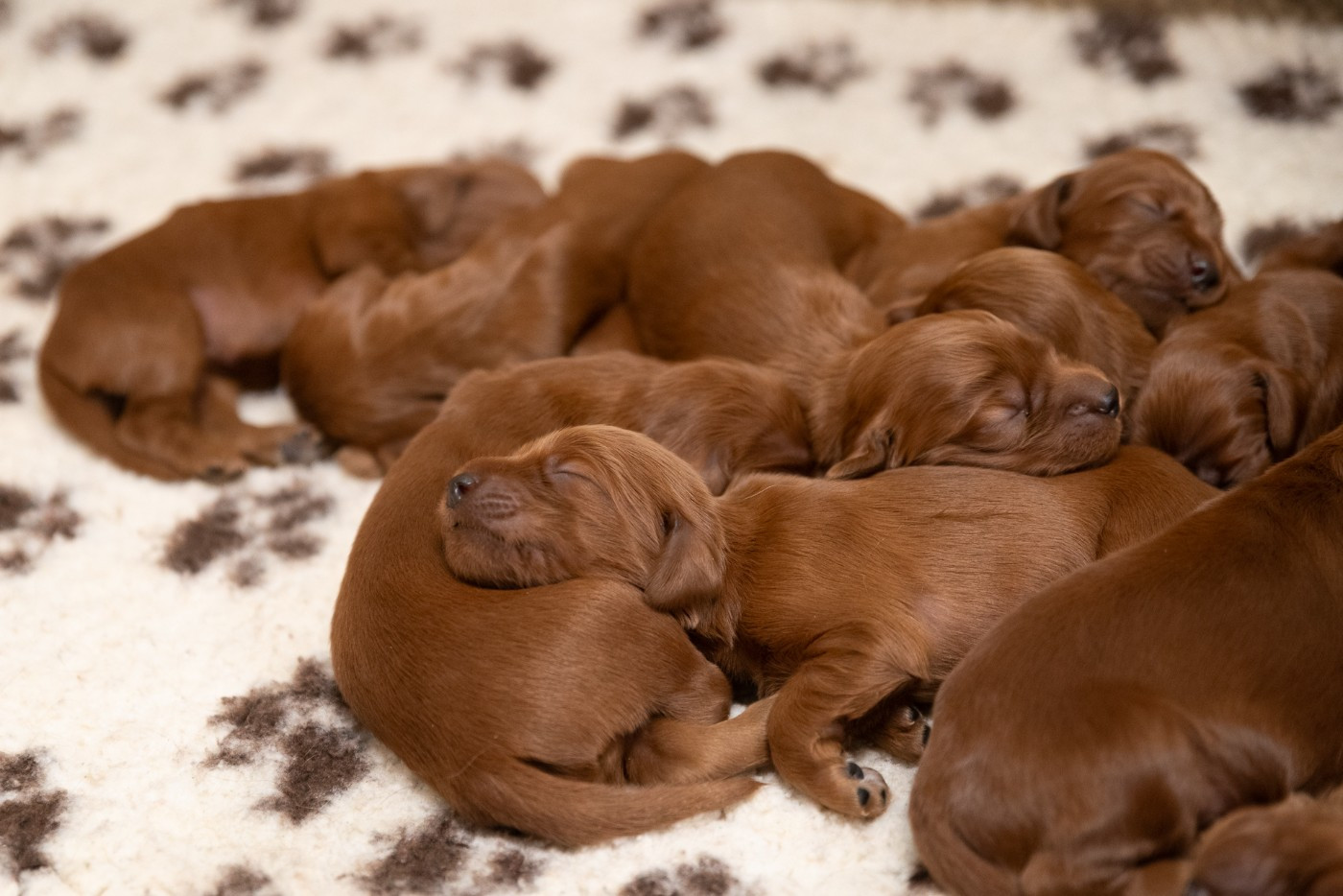 De la cour saint florent - Chiots disponibles - Setter irlandais rouge