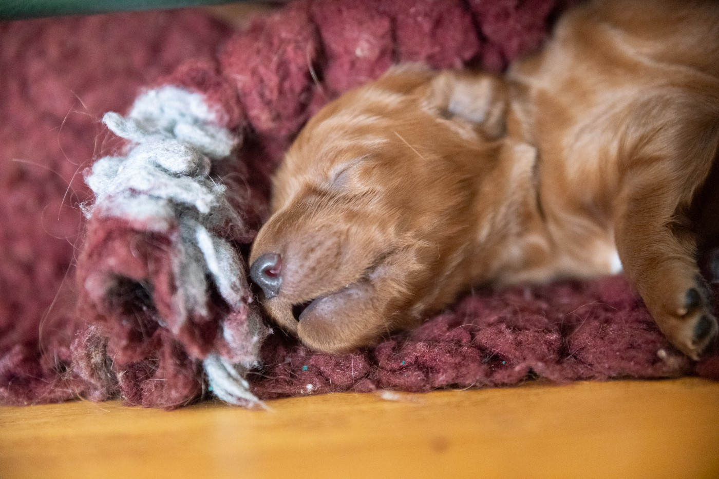 De la cour saint florent - Chiots disponibles - Setter irlandais rouge