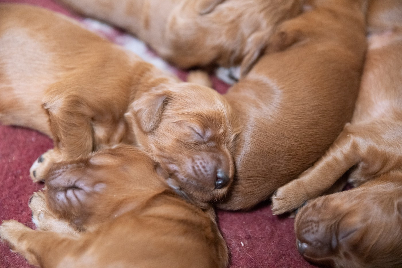De la cour saint florent - Chiots disponibles - Setter irlandais rouge
