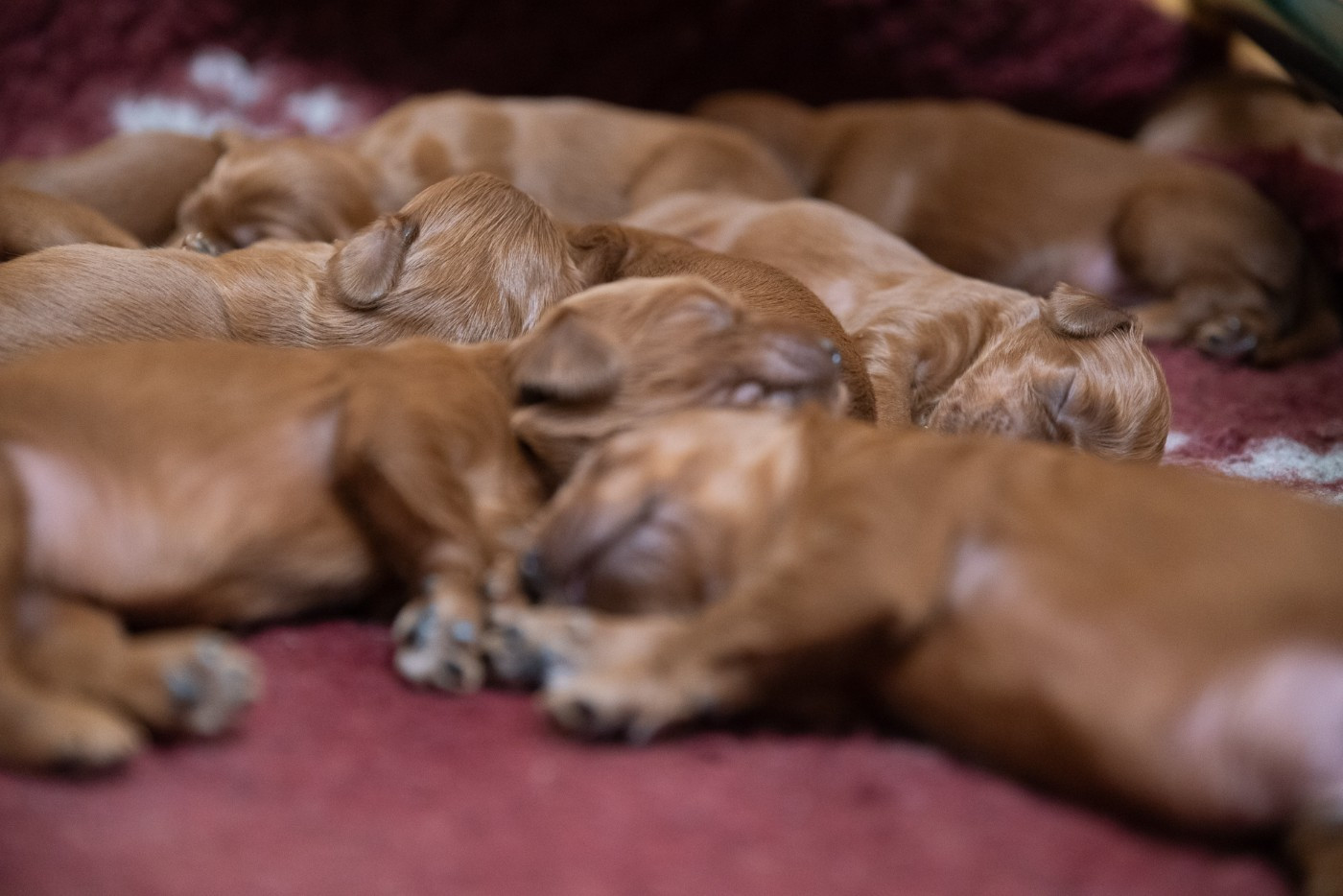 De la cour saint florent - Chiots disponibles - Setter irlandais rouge