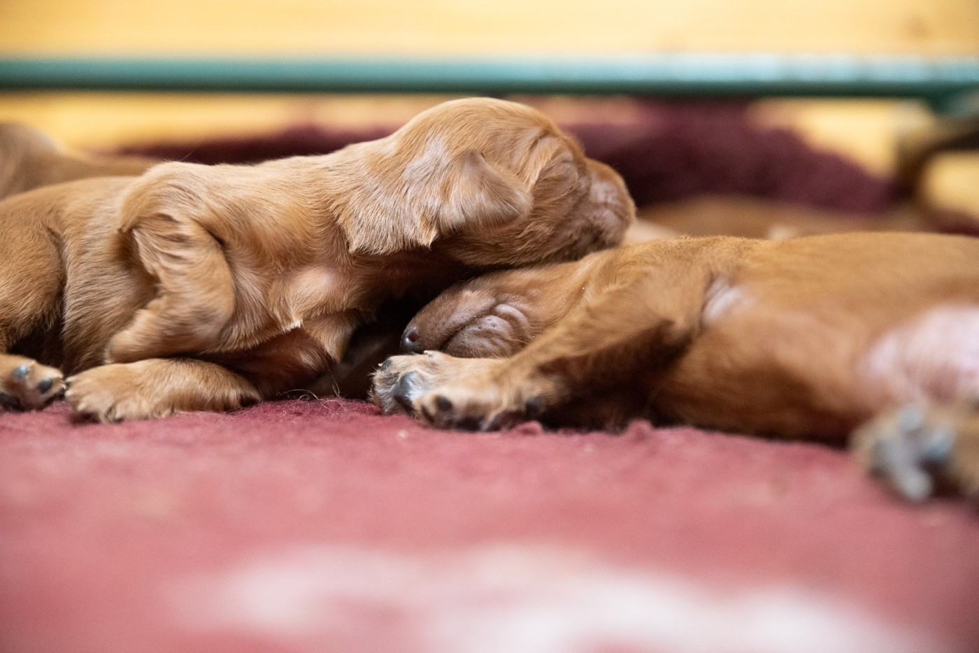 De la cour saint florent - Chiots disponibles - Setter irlandais rouge
