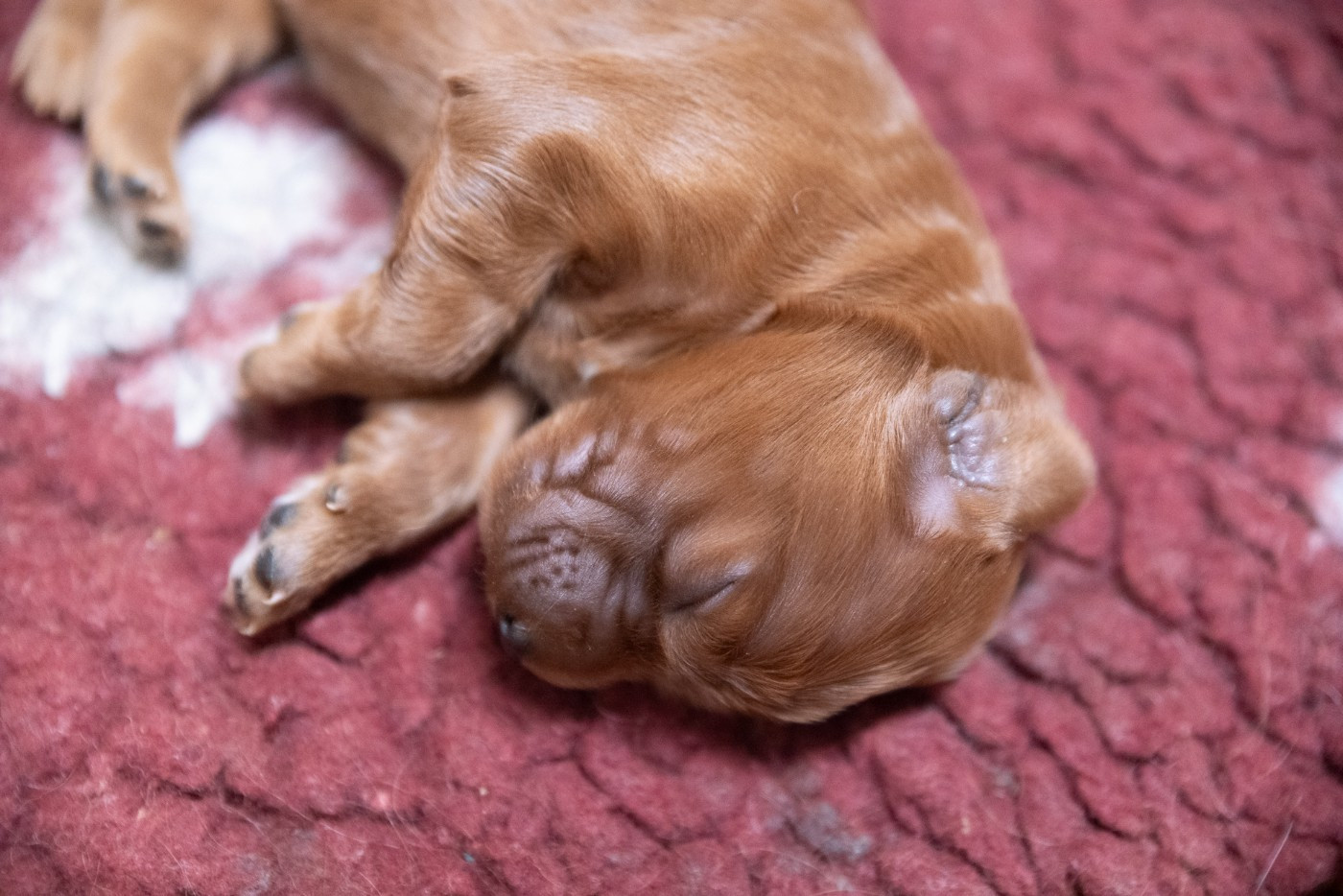 De la cour saint florent - Chiots disponibles - Setter irlandais rouge