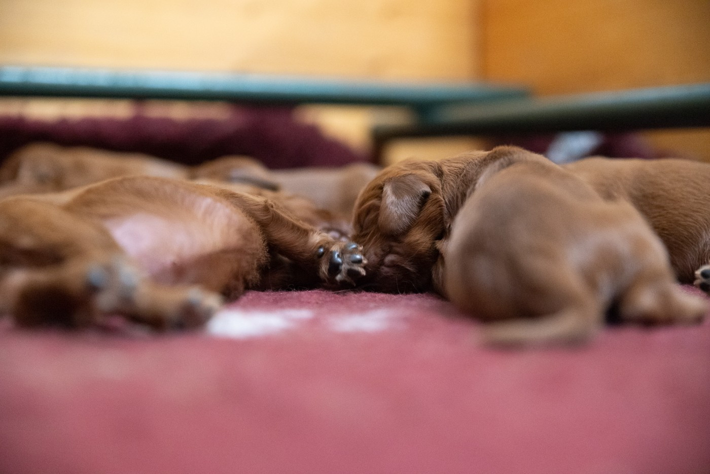 De la cour saint florent - Chiots disponibles - Setter irlandais rouge