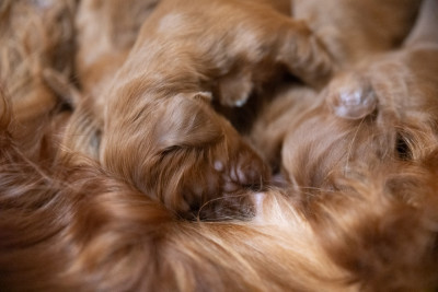 CHIOT 2