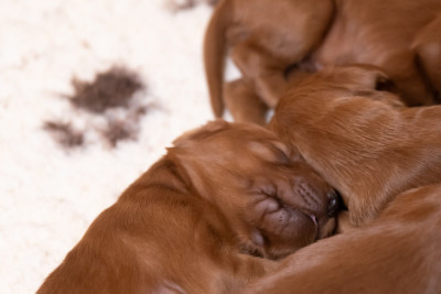 CHIOT 3