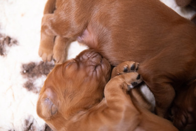CHIOT 4