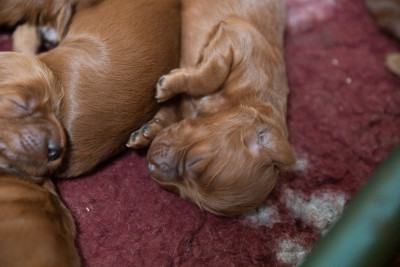 CHIOT 7