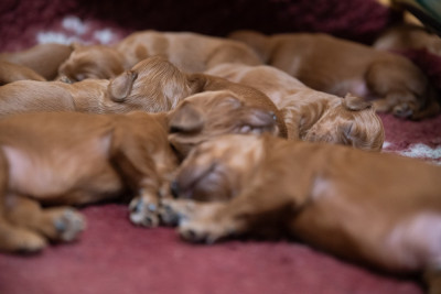 CHIOT 9