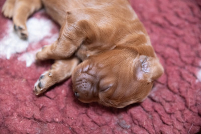 CHIOT 11
