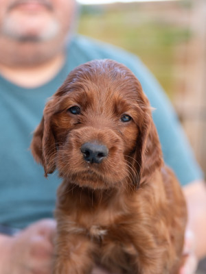 CHIOT 11