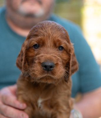 CHIOT 12