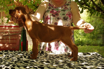 CHIOT 1